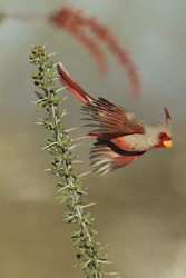 pyrrhuloxia